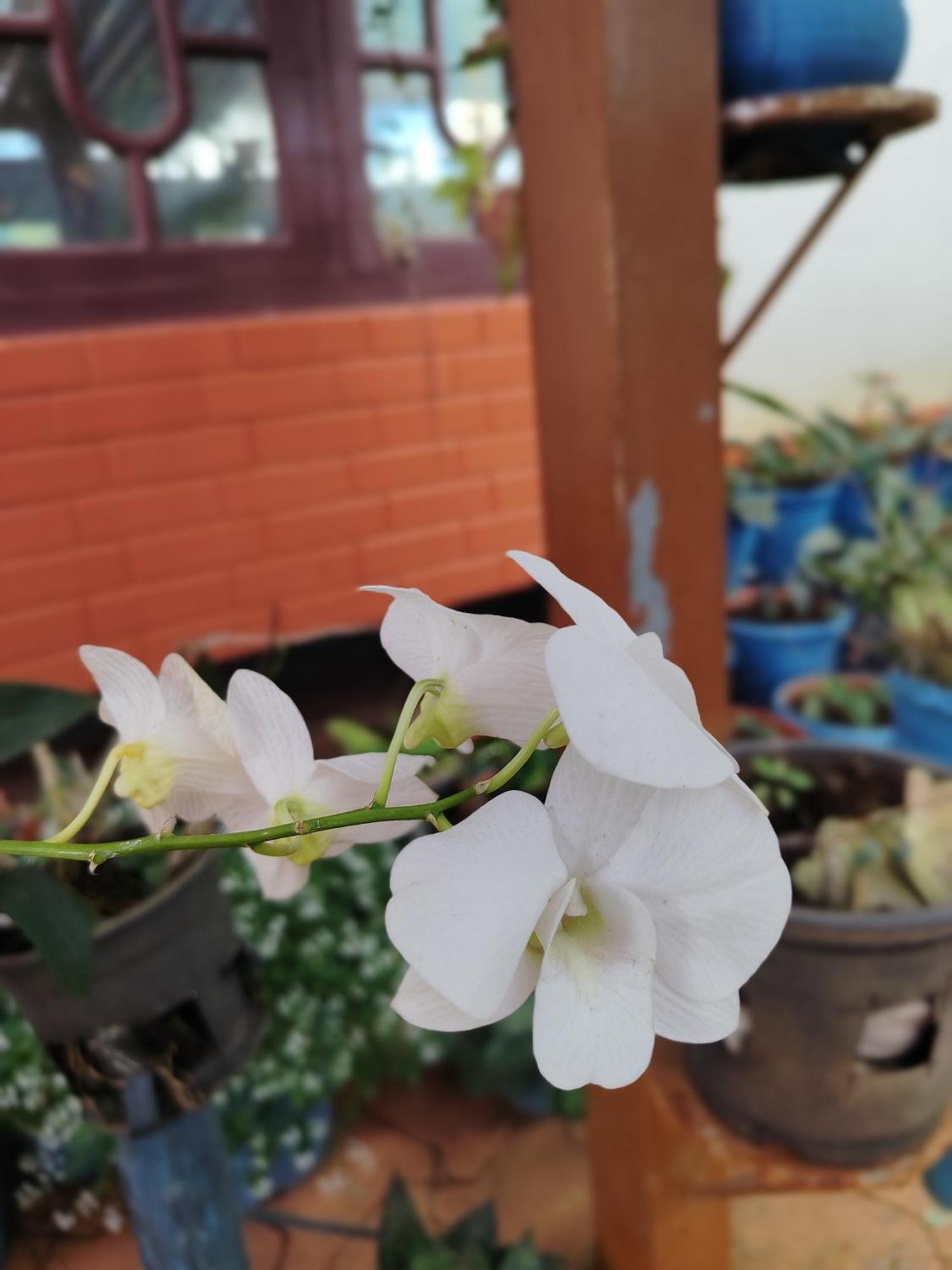 Shivalaya Homestay, Madikeri Siddāpur Εξωτερικό φωτογραφία